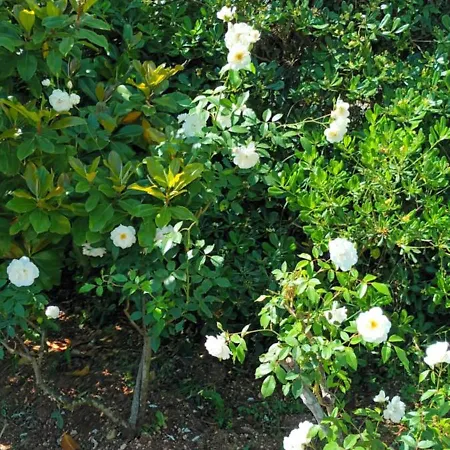 Apart Otel Dimitra G Gouvia