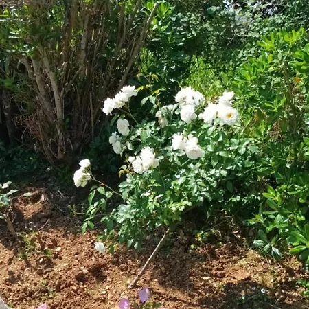 Dimitra G Apart Otel 3*