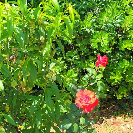 Dimitra G Apart Otel Gouvia