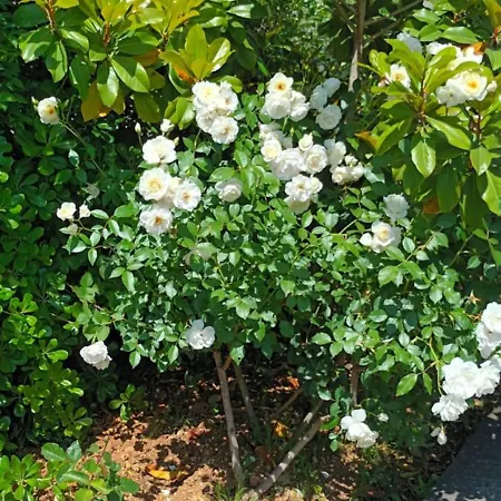 Dimitra G Apart Otel Gouvia