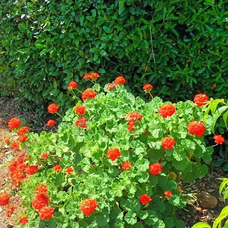 Dimitra G Hotel apartamentowy 3*