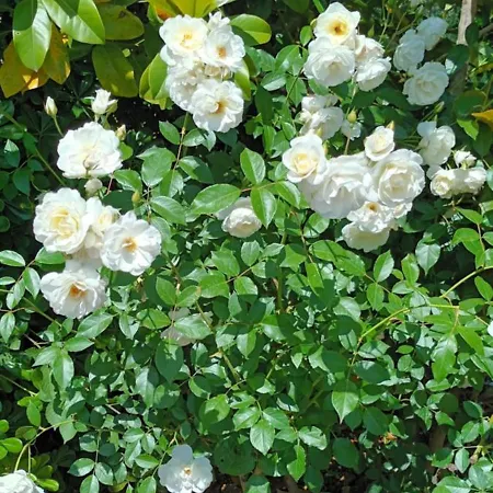 Dimitra G Hotel apartamentowy