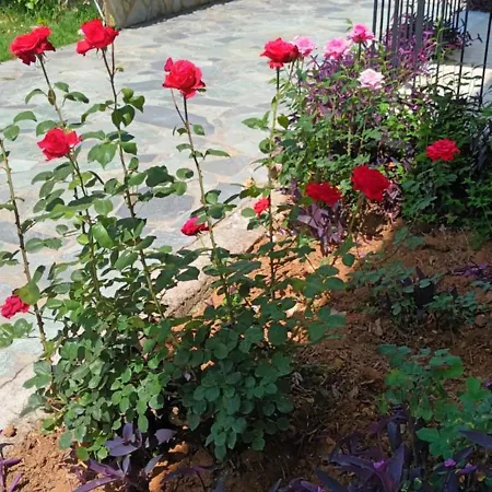 Dimitra G Hotel apartamentowy Gouvia