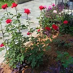 Dimitra G 아파트호텔 고우비아